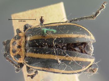 Media type: image;   Entomology 18761 Aspect: habitus dorsal view